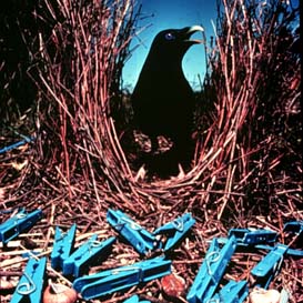 satin-bowerbird
