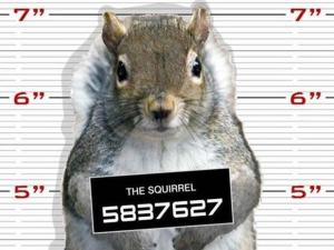 squirrel-mugshot